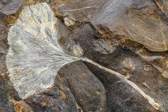 Paleocene, Fossil Ginkgo Leaf - North Dakota #161650